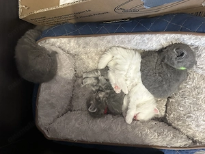 Pui British Shorthair adorabili si pufosi.  - imagine 4