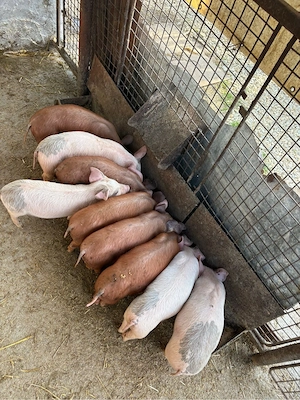 Purcei rasa duroc cu TN70