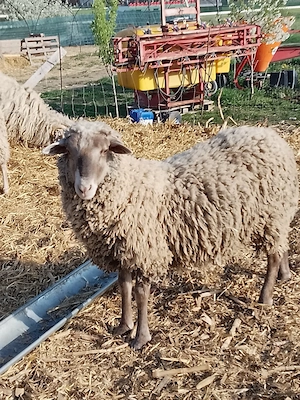 Berbec de vânzare - imagine 2