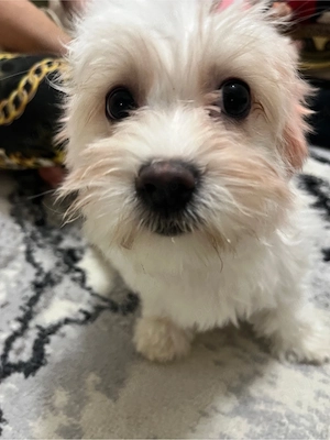 vand cateluse bichon rasa pura