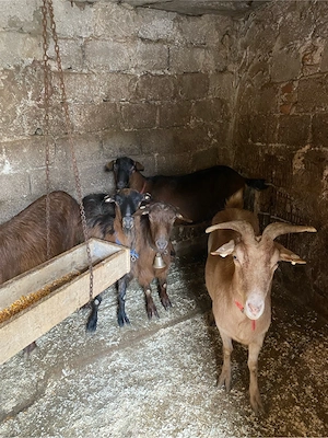 Capre de vanzare - imagine 5