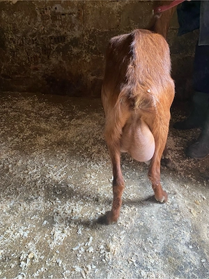 Capre de vanzare - imagine 2