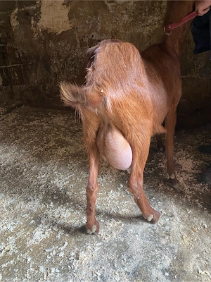 Capre de vanzare - imagine 3