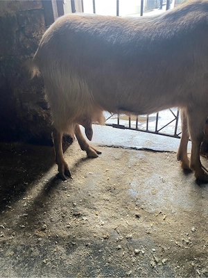 Capre de vanzare - imagine 4