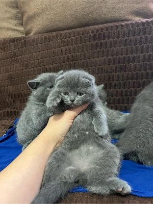scottish fold blue si scottish straight - imagine 2