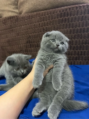 scottish fold blue si scottish straight - imagine 3