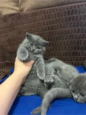 scottish fold blue si scottish straight - imagine 4