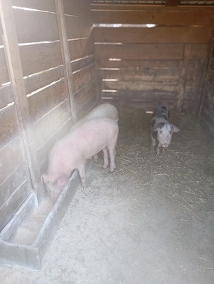porci de vânzare 