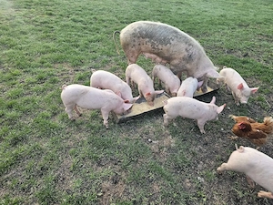 Vand purcei rasa pietrean