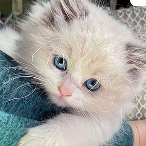 British longhair fetița  pufoasa