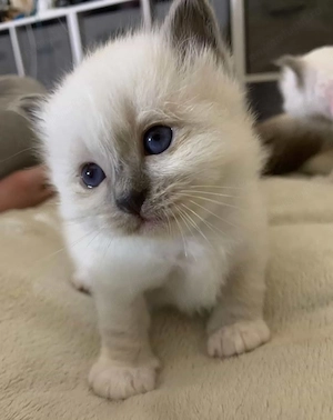 Ragdoll fetița 1000 lei - imagine 2