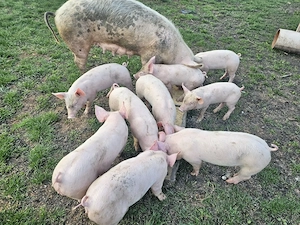 Vand purcei rasa pietrean - imagine 2