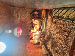 De vanzare pui de  New Hampshire si gaini - imagine 5