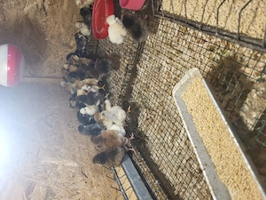 De vanzare pui de  New Hampshire si gaini - imagine 4