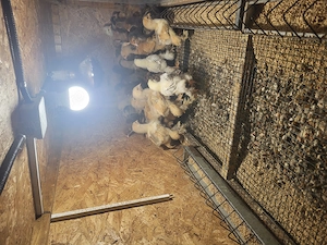 De vanzare pui de  New Hampshire si gaini - imagine 3