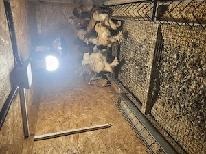 De vanzare pui de  New Hampshire si gaini - imagine 2