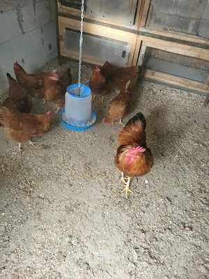 De vanzare pui de  New Hampshire si gaini