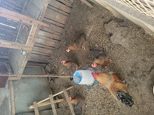 De vanzare pui rasa Bielefelder si gaini rasa Bielefelder