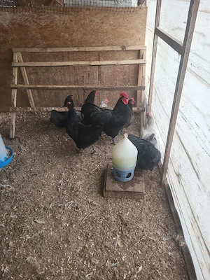 De vanzare pui si familii de gaini adulte rasa Australorp - imagine 3