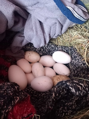 vand oua de gaste lesesti - imagine 2