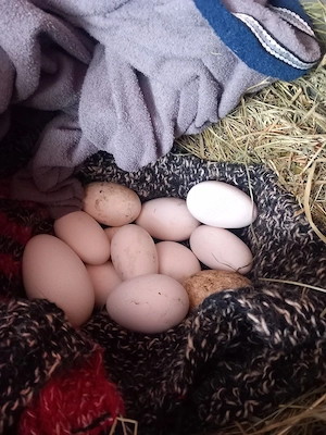 vand oua de gaste lesesti