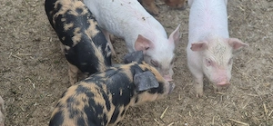 purcei de vanzare - imagine 2