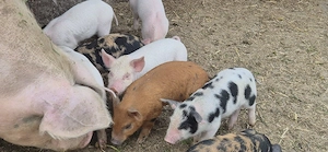 purcei de vanzare - imagine 5