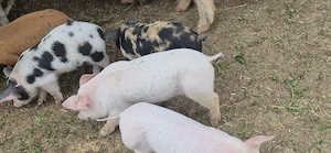 purcei de vanzare - imagine 3