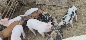 purcei de vanzare - imagine 4