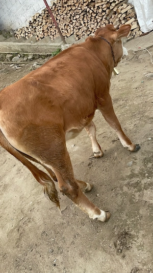 De vânzare  - imagine 3