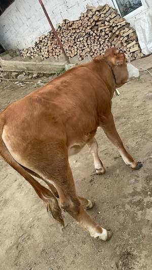 De vânzare  - imagine 4