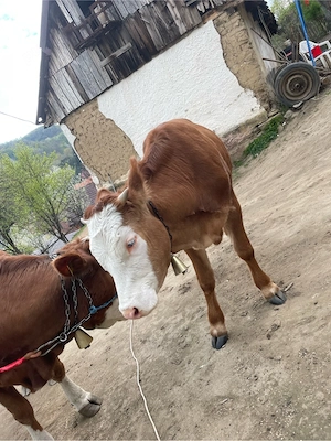 De vânzare  - imagine 2