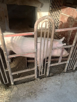 Vând vier, 80-90kg. - imagine 4