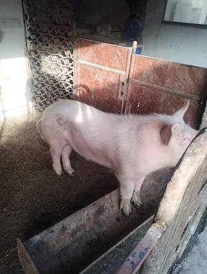 Vând vier, 80-90kg. - imagine 3