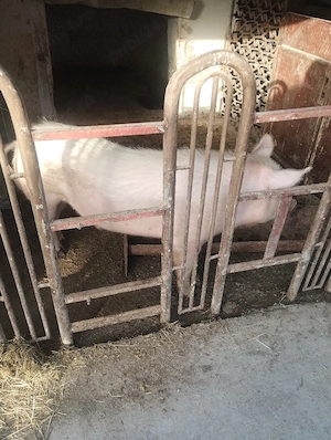 Vând vier, 80-90kg.