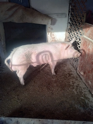 Vând vier, 80-90kg. - imagine 2