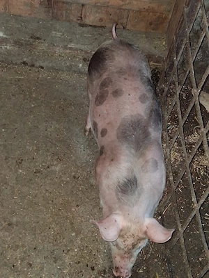 Purcei rasa pietrain - imagine 5