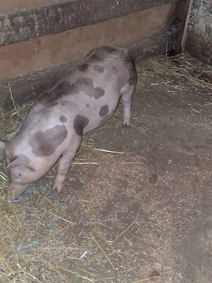 Purcei rasa pietrain - imagine 3