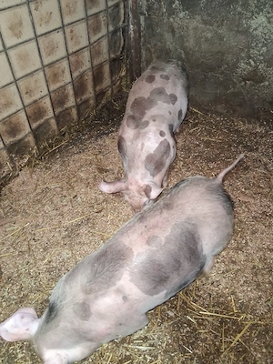 Purcei rasa pietrain - imagine 2