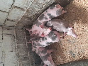 Disponibili purcei pietrain - imagine 5