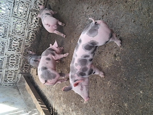 Disponibili purcei pietrain - imagine 3