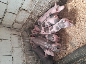 Disponibili purcei pietrain - imagine 2