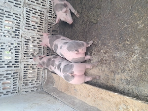 Disponibili purcei pietrain - imagine 4