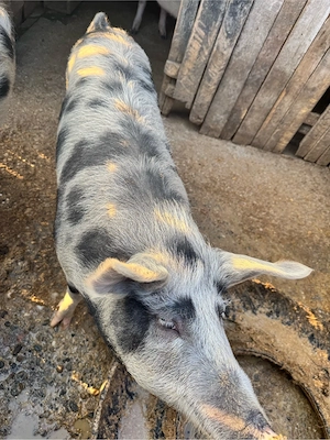 Porc de vânzare   sănătos, crescut natural - imagine 2