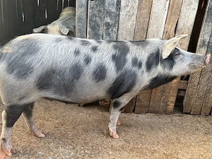 Porc de vânzare   sănătos, crescut natural