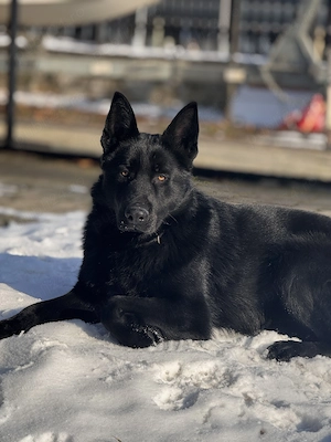 Pui  Ciobănesc german alsacian  - imagine 5