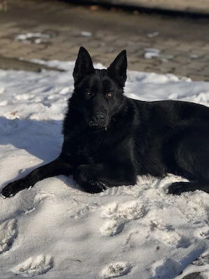 Pui  Ciobănesc german alsacian  - imagine 4