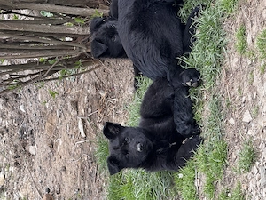 Pui  Ciobănesc german alsacian 