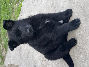 Pui  Ciobănesc german alsacian  - imagine 3