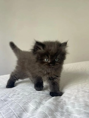 British longhair 1500  lei băiețel pufos